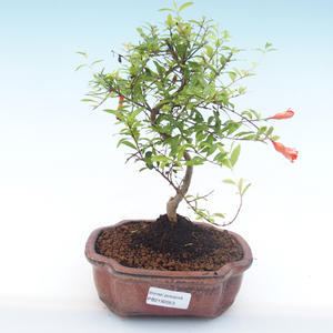Pokojová bonsai-PUNICA granatum nana-Granátové jablko PB2192053