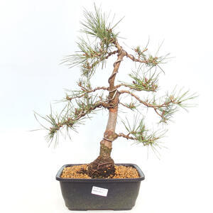Venkovní bonsai - Pinus Sylvestris Watererri - Borovice lesní