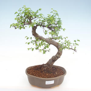 Pokojová bonsai-PUNICA granatum nana-Granátové jablko PB2192054