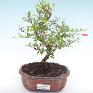 Pokojová bonsai-PUNICA granatum nana-Granátové jablko PB2192055