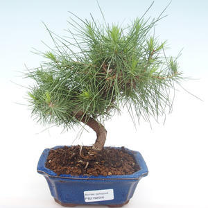 Pokojová bonsai-Pinus halepensis-Borovice alepská PB2192056