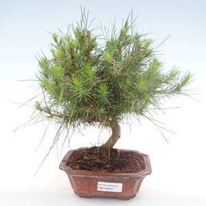 Pokojová bonsai-Pinus halepensis-Borovice alepská PB2192057