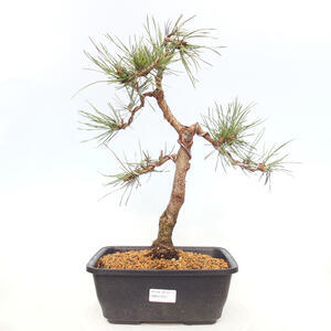 Venkovní bonsai - Pinus Sylvestris Watererri - Borovice lesní