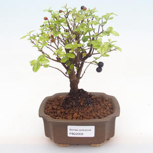 Pokojová bonsai-Pinus halepensis-Borovice alepská PB2192058