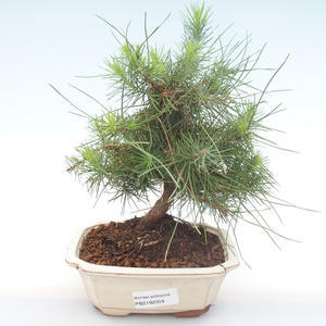 Pokojová bonsai-Pinus halepensis-Borovice alepská PB2192059