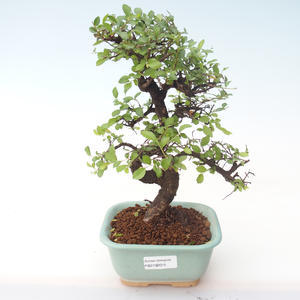 Pokojová bonsai - Ulmus parvifolia - Malolistý jilm PB2192015
