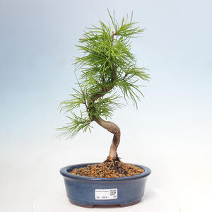 Venkovní bonsai - Pamodřín - Pseudolarix amabis