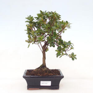 Venkovní bonsai - Japonská azalka - Azalea Japonica