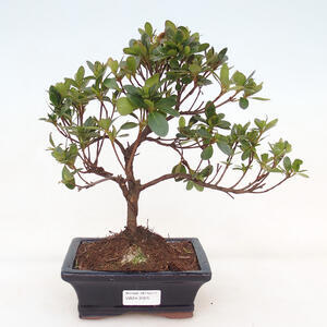 Venkovní bonsai - Japonská azalka - Azalea Japonica