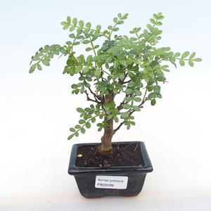 Pokojová bonsai - Zantoxylum piperitum - pepřovník PB220099