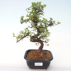 Pokojová bonsai - Ulmus parvifolia - Malolistý jilm PB2192011