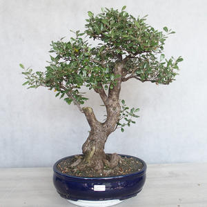 Pokojová bonsai -Eleagnus - Hlošina