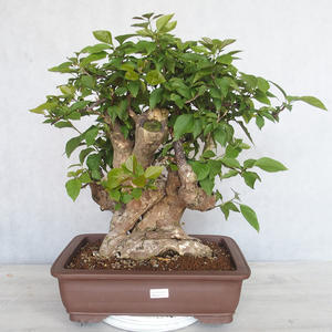 Pokojová bonsai - Bouganwilea