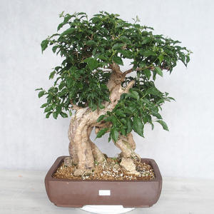 Pokojová bonsai - Bouganwilea