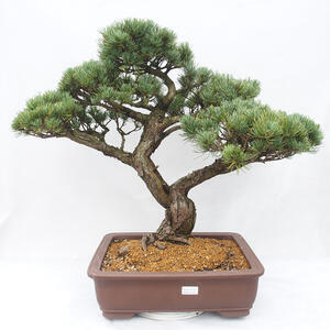 Pokojová bonsai - Hamelia patent