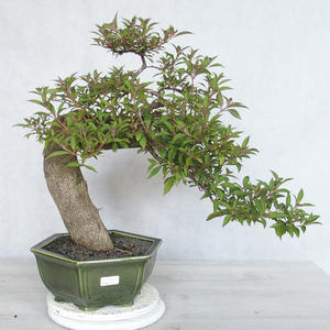 Pokojová bonsai - Hamelia patent
