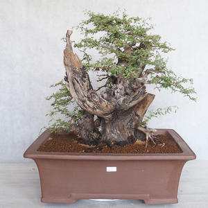 Pokojová bonsai - Akacia Arabica