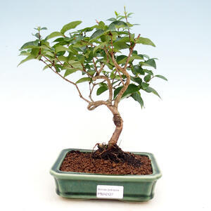 Pokojová bonsai - Fraxinus angustifolia - pokojový Jasan