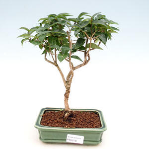 Pokojová bonsai - Vodní jasmín  - Wrightia religiosa