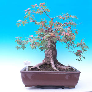 Venkovní bonsai -Javor babyka - Acer campestre