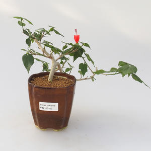 Pokojová bonsai -Hibiscus- malokvětý ibišek