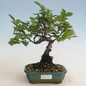Pokojová bonsai -Hibiscus- malokvětý ibišek