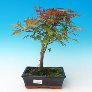 Venkovní bonsai - Acer palmatum Beni Tsucasa - Javor dlanitolistý