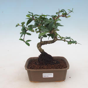 Keramická bonsai miska 16 x 12 x 6 cm, barva hnědozelená - 2.jakost