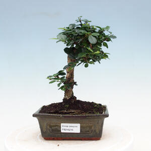 Pokojová bonsai - Carmona macrophylla - Čaj fuki