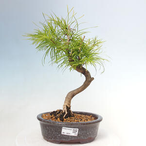 Venkovní bonsai - Pamodřín - Pseudolarix amabis