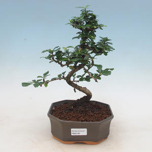 Keramická bonsai miska 15 x 11 x 5,5 cm, barva hnědomodrá - 2.jakost