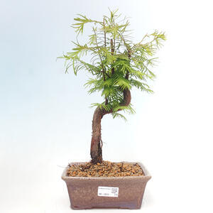 Venkovní bonsai - Metasequoia glyptostroboides - Metasekvoje čínská