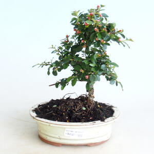 Keramická bonsai miska 10 x 8 x 2,5 cm, barva zelená - 2.jakost