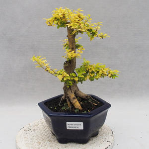Keramická bonsai miska 22,5 x 22,5 x 22 cm barva hnědozelená