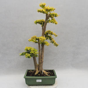 Keramická bonsai miska 19 x 19 x 21  cm barva zelená