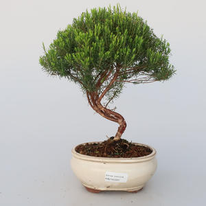 Pokojová bonsai - Coleonema - Koleonema