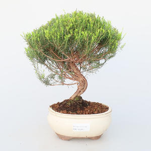Pokojová bonsai - Coleonema - Koleonema