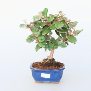 Pokojová bonsai -Eleagnus - Hlošina