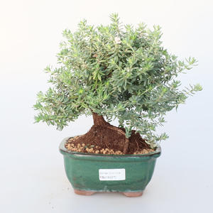 Pokojová bonsai -Westrigea sp. - Westringie