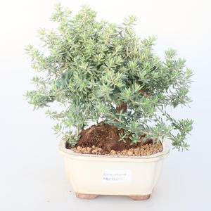 Pokojová bonsai -Westrigea sp. - Westringie