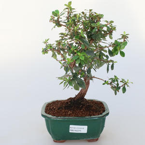 Pokojová bonsai -Wscallonia sp. - Zábluda