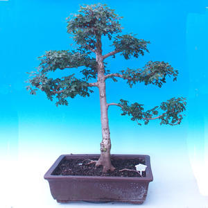 Venkovní bonsai -Javor babyka - Acer campestre