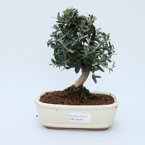 Pokojová bonsai - Olea europaea sylvestris -Oliva evropská drobnolistá