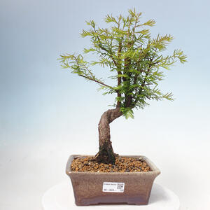 Venkovní bonsai - Metasequoia glyptostroboides - Metasekvoje čínská