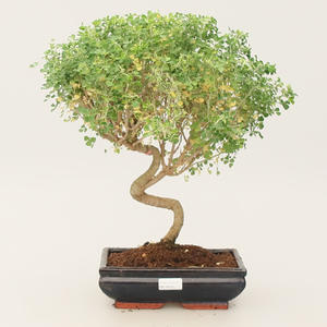 Pokojová bonsai - Medicago arabica - Tolice