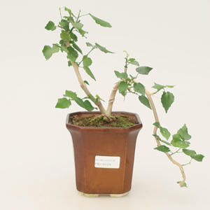Pokojová bonsai - malokvětý ibišek