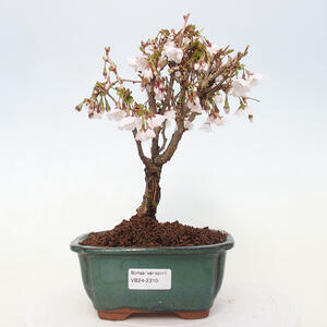 Venkovní bonsai - Prunus incisa Kojou-no mai-Slivoň vyříznutá