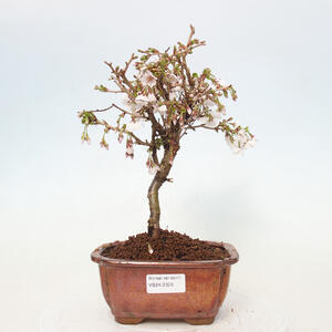 Venkovní bonsai - Prunus incisa Kojou-no mai-Slivoň vyříznutá