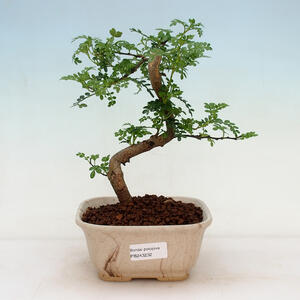 Pokojová bonsai - Zantoxylum piperitum - pepřovník