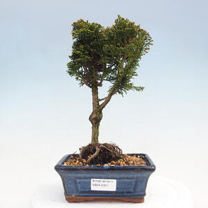 Venkovní bonsai - Cham.pis obtusa Nana Gracilis - Cypřišek